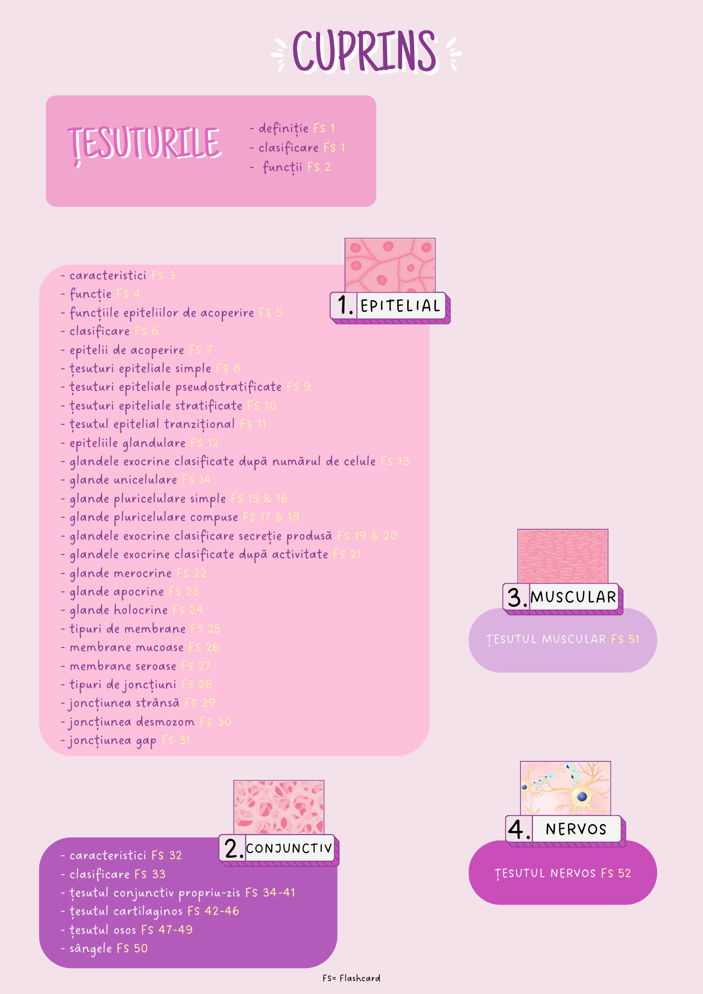 Flashcards Barron's ȚESUTURI