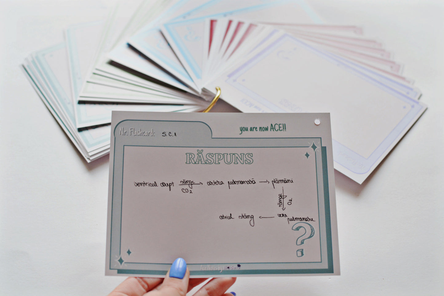 Flashcards & Progress Tracker