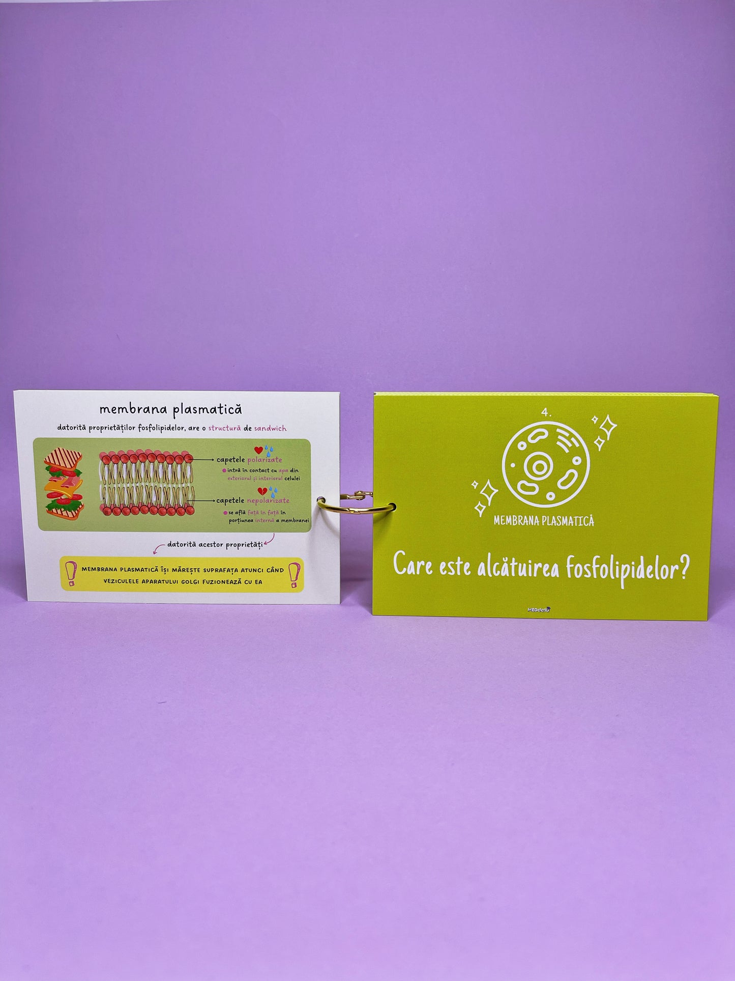 Flashcards Barron's CELULA